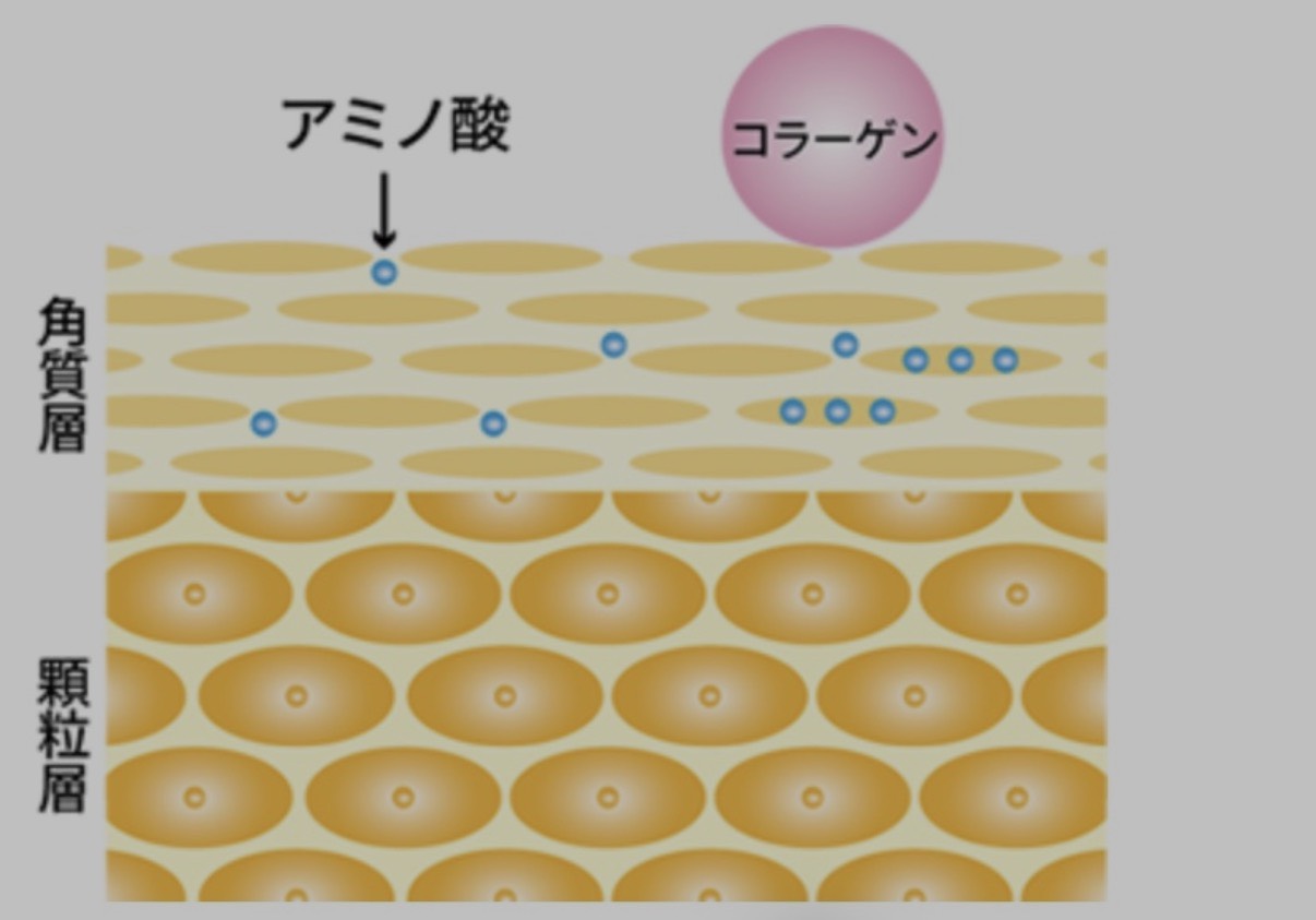 アミノ酸の分子はコラーゲンの3000分の1